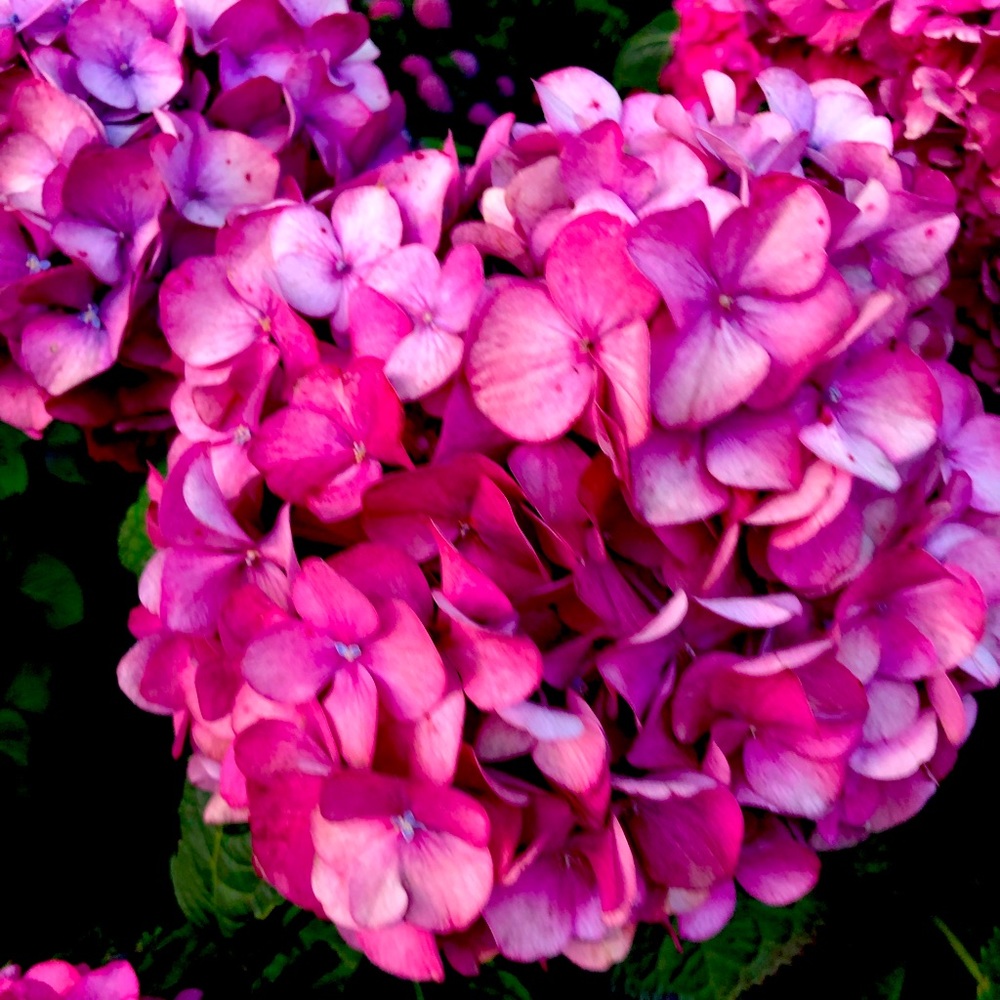 Meet your Posher, Maryjane